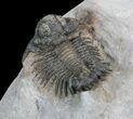 Bumpy Acanthopyge (Lobopyge) Trilobite #40595-6